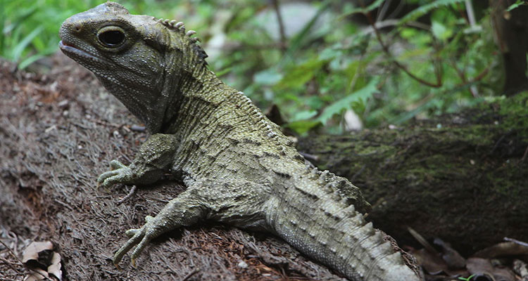 Tuatara Lizard