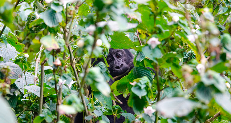 mountain gorilla trekking - Drive 4 Wildlife